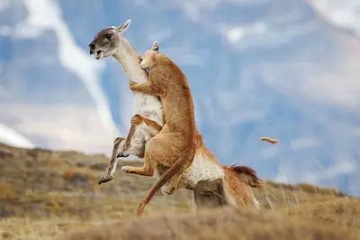 "It's a rare treat to see a puma hunting right in front of you" – third major award for unusual photo of female puma attempting to catch a guanaco... but failing