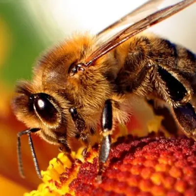 High-speed video reveals how honey bee stingers pump venom
