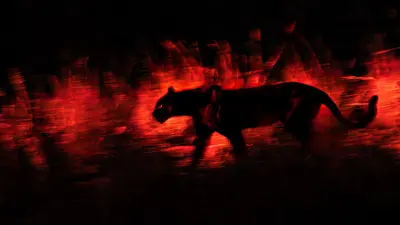 Slow shutter speed and sky-high ISO for wildlife photography – you must be kidding? “It’s the picture that counts,” says award-winning photographer of this stunning image of a black leopard at night