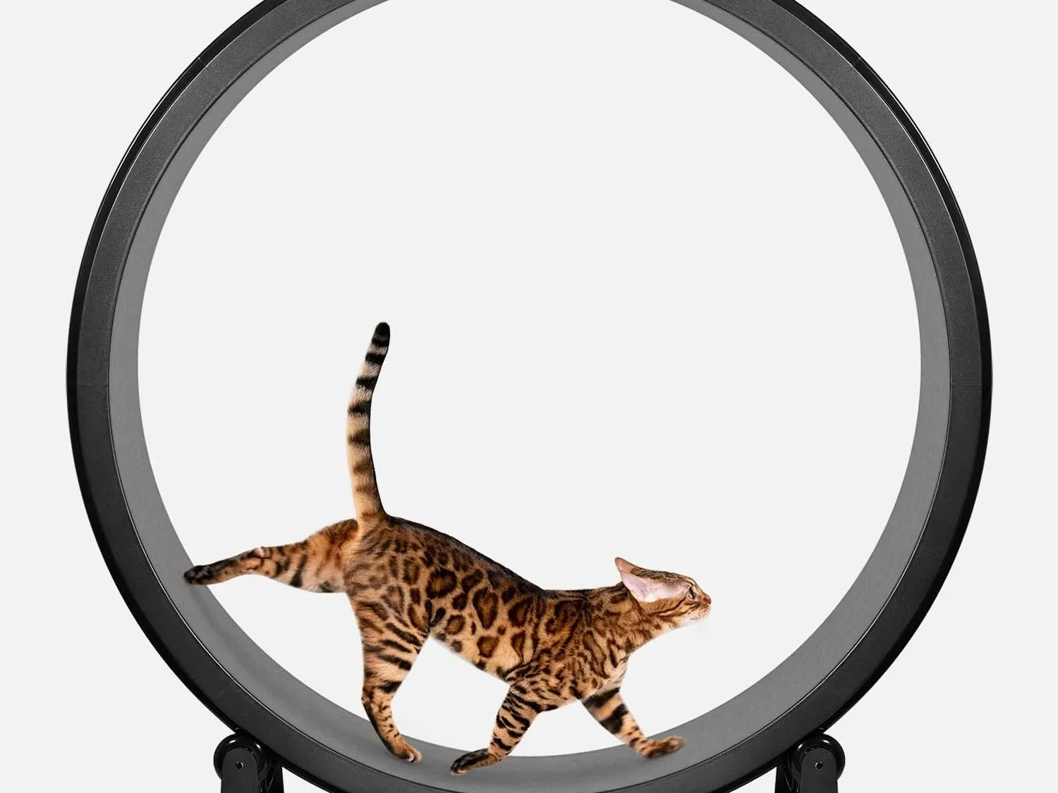 One Fast Cat Gen 7 Cat Exercise Wheel